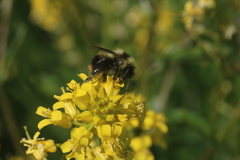 Bombus frigidus