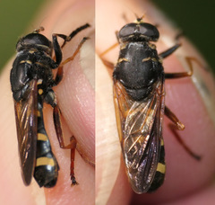 Temnostoma bombylans