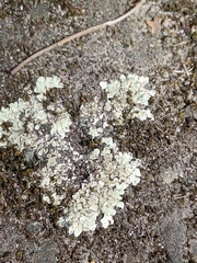 Protoparmeliopsis muralis