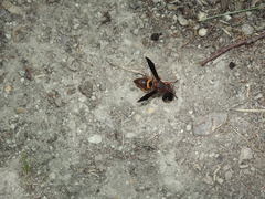 Euodynerus crypticus