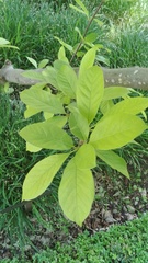 Magnolia loebneri