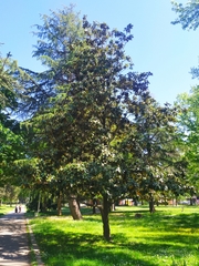 Magnolia