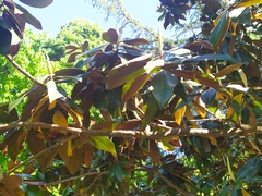 Magnolia