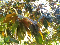Magnolia