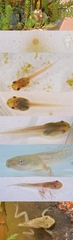 Polypedates megacephalus