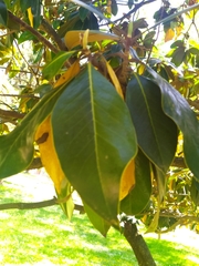 Magnolia