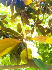 Magnolia