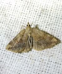 Hypena sordidula