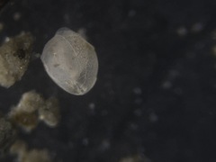 Globobulimina