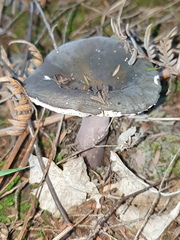 Russula macrocystidiata
