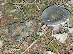 Russula macrocystidiata