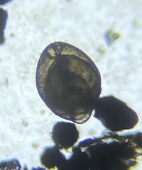 Globobulimina