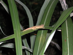 Lepidodactylus yami