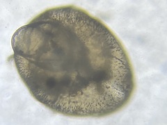 Globobulimina