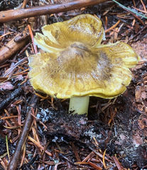 Tricholoma