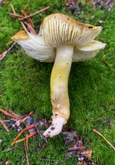 Tricholoma