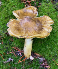 Tricholoma