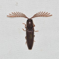 Dicrepidius palmatus