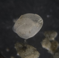Globobulimina