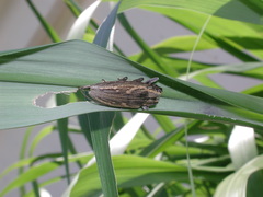 Bumetopia stolata