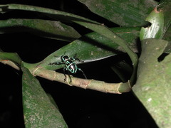 Pachyrhynchus yamianus