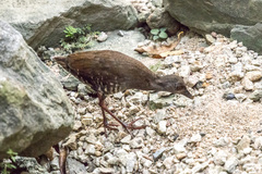 Rallina fasciata