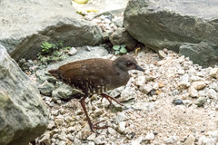 Rallina fasciata
