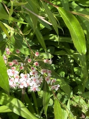 Darmera peltata