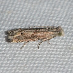 Epiblema minutana