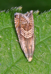 Grapholita tristrigana