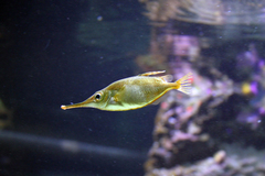 Snipe-Fish photo 2