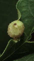 Callirhytis quercusfutilis