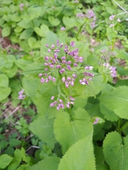 Lunaria rediviva