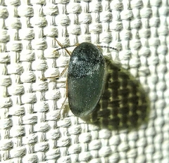 Eustrophinae