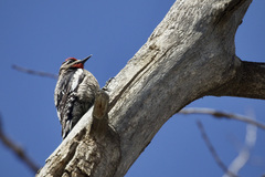 Sphyrapicus varius × nuchalis