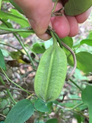 Aristolochia shimadae