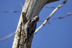 Sphyrapicus varius × nuchalis