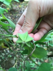 Aristolochia shimadae