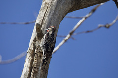 Sphyrapicus varius × nuchalis