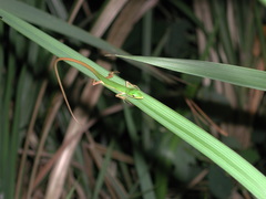 Takydromus sauteri