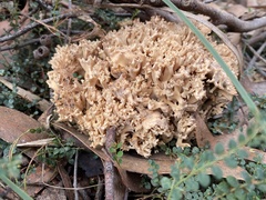Ramaria capitata