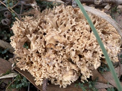 Ramaria capitata