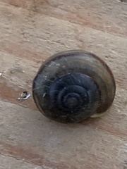 Helminthoglypta traskii