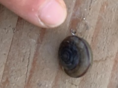 Helminthoglypta traskii