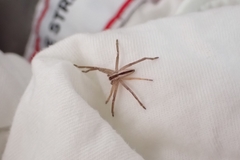 Pseudomicrommata longipes