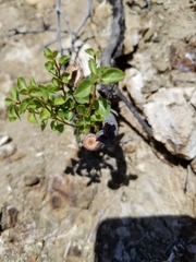 Prunus fremontii