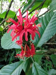 Pachystachys spicata