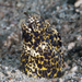 Marbled Snake Eel - Photo (c) Rickard Zerpe, some rights reserved (CC BY)