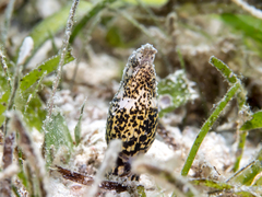 Marbled Snake Eel photo 2
