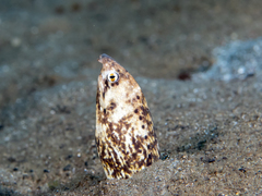 Marbled Snake Eel photo 4